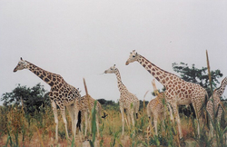 Photo: 09.Girafes.jpg